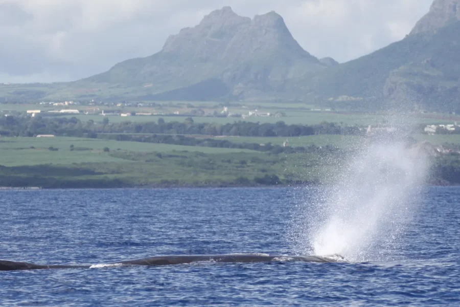 🕓Black River: Dolphin Swim and Whale Watching by Speedboat