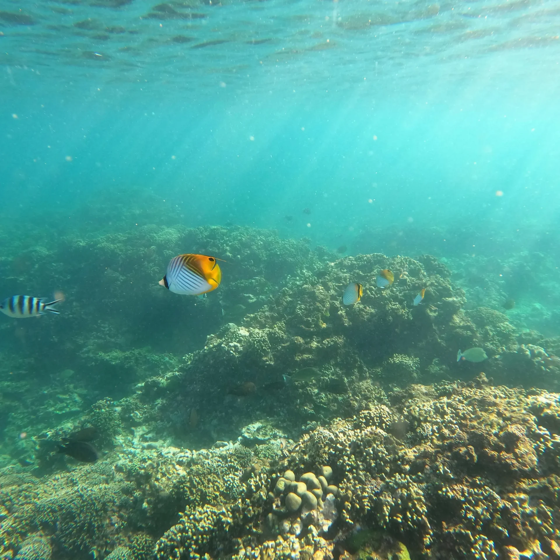 🕓Black River: Private Snorkeling La Preneuse& Le Morne