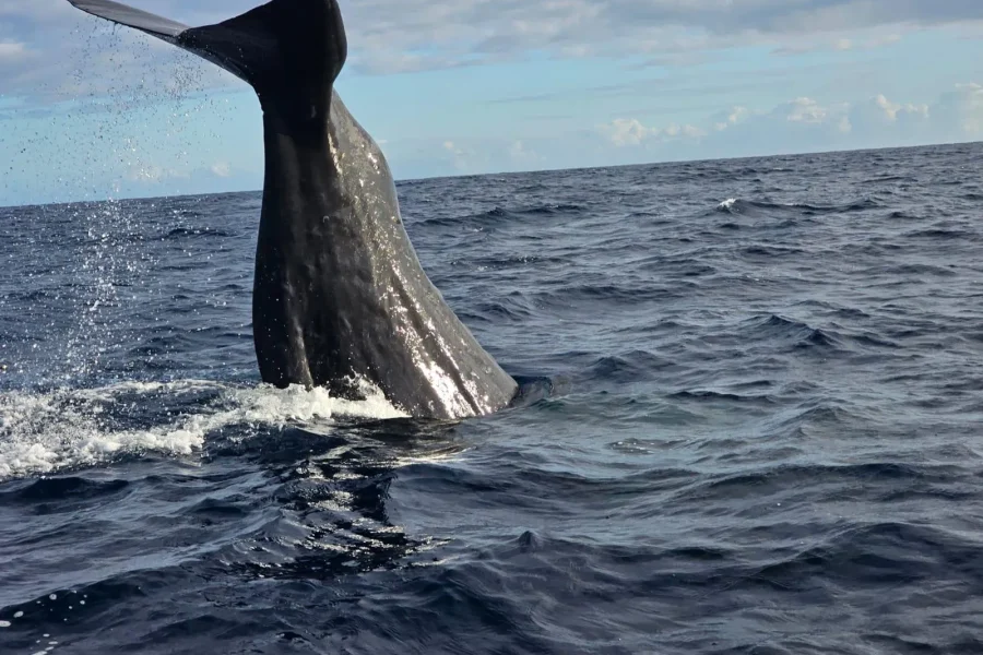 🕓Black River: Whale Watching Boat Tour