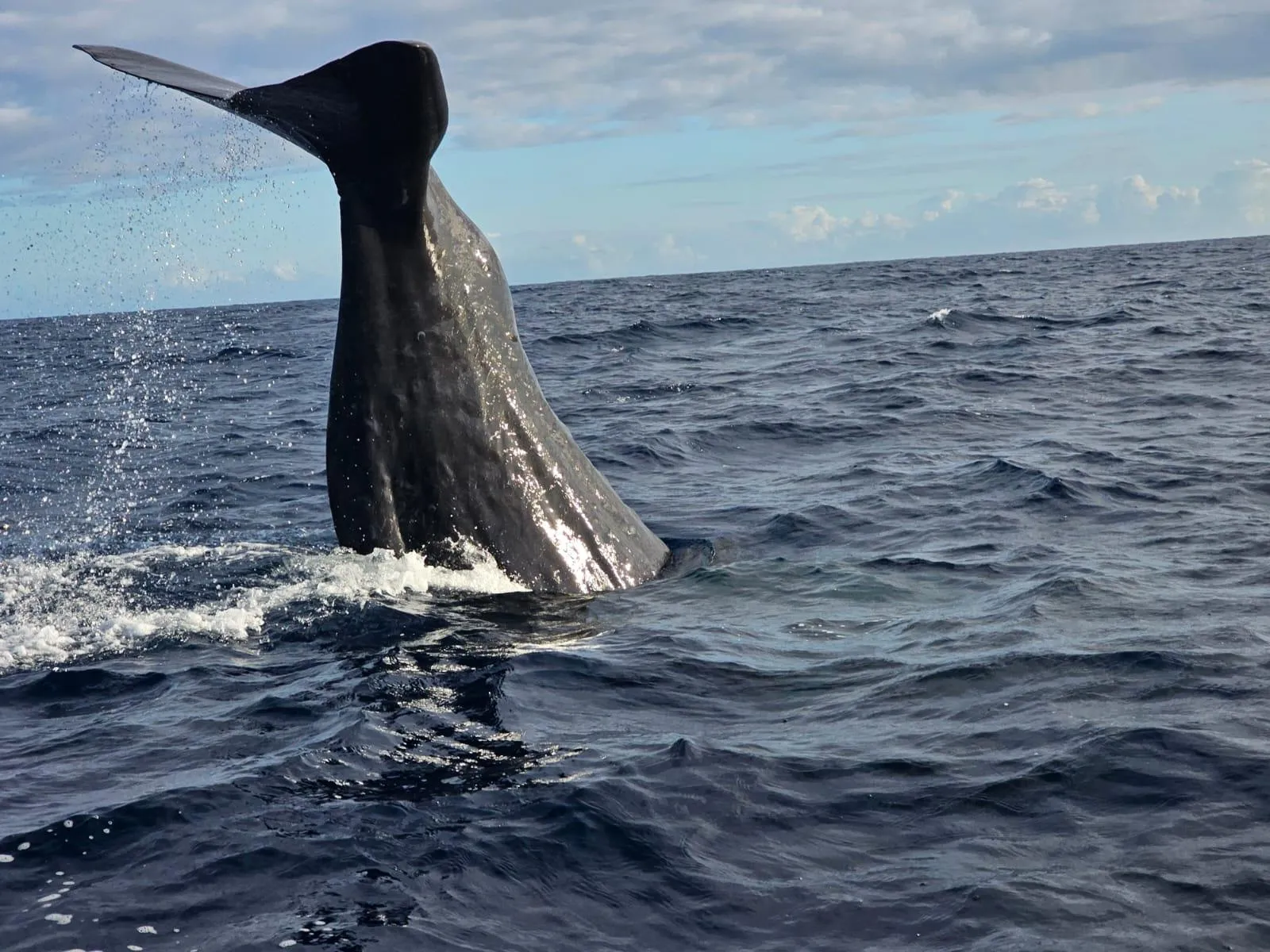 🕓Black River: Whale Watching Boat Tour