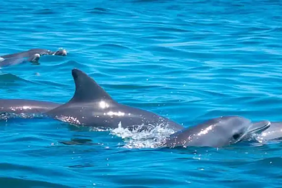 🚸Blue Safari: Snorkeling At Watamu Marine Park & Seafood