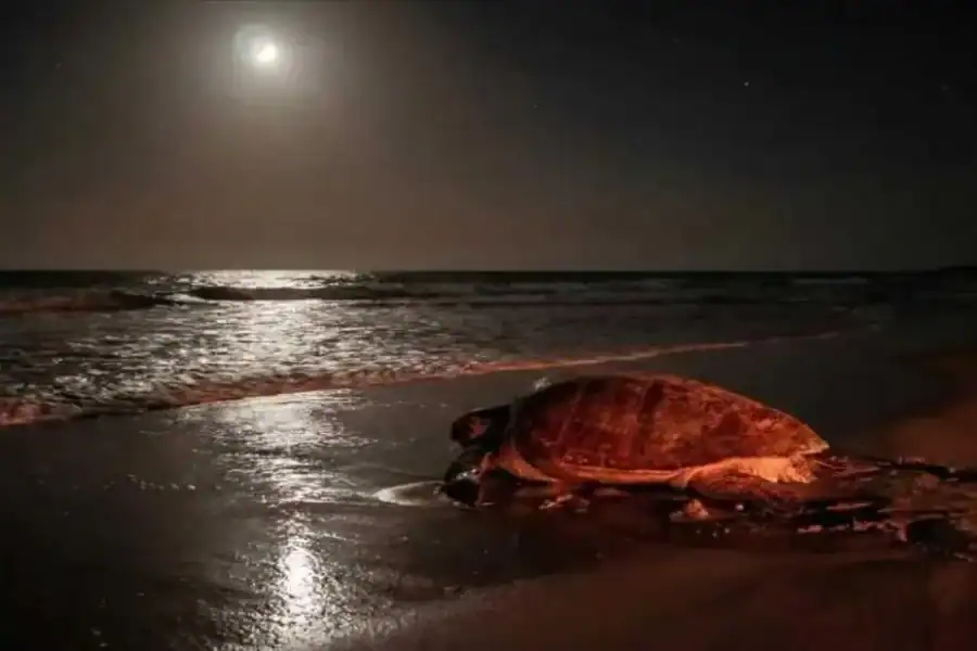 🕓Boa Vista: Ethical Sea Turtle Conservation Camp with a Biologist