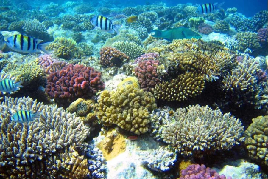 🕓Boa Vista – Reef snorkeling in Gatas Bay / Aperitif with locals