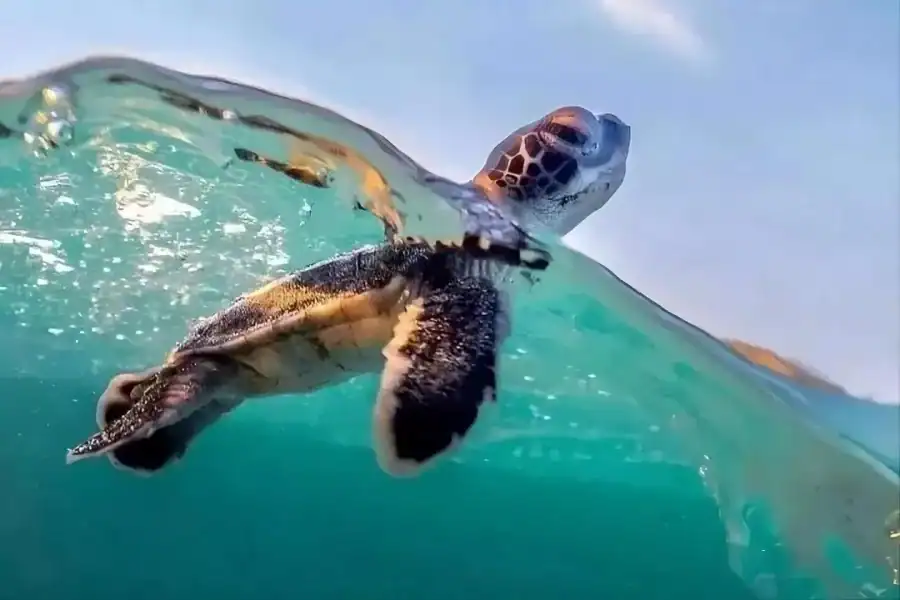 🕓Boa Vista: Sea Turtle Nesting and Hatchling Release Tour