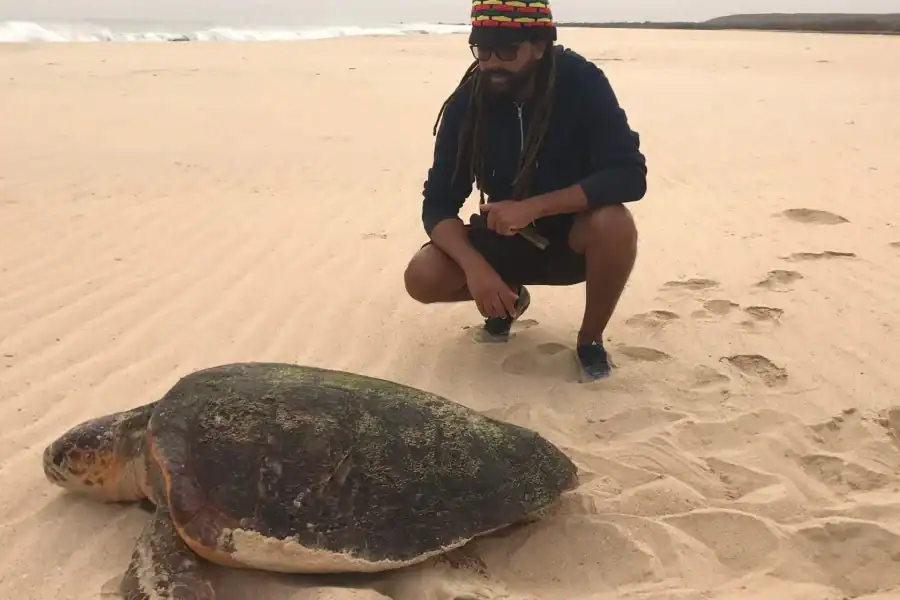 🕓Boavista: Turtle Watching and Nesting Evening Tour