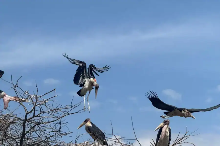 🕓Borana National Park: Wildlife and Birdwatching Tour