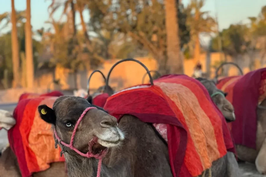🕓Camel Trek Adventure in the Marrakech Palm Grove