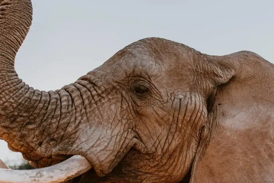 🕓Cape Town: 2-Day Wildlife Tour with Safaris and Luxury Stay