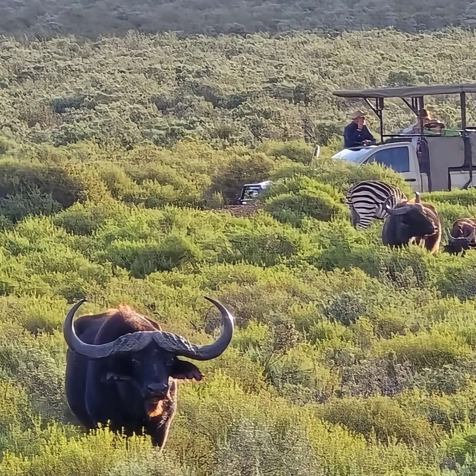 🕓Cape Town: Cruise Passengers sunset Safari& Wine Tour