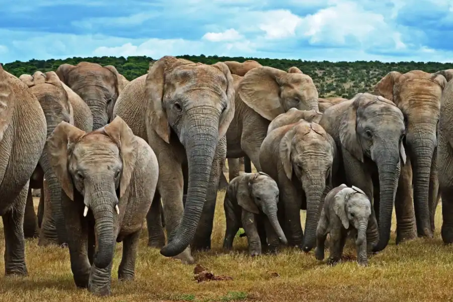 🕓Cape Town: Garden Route and Addo Elephant Park 6-Day Safari