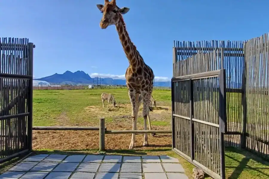 🕓Cape Town Giraffe House, Cheetah Encounter and Wine Tasting