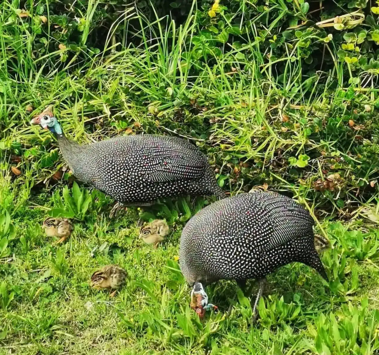 🕓Cape Town: Kirstenbosch& False Bay Birdwatching Tour