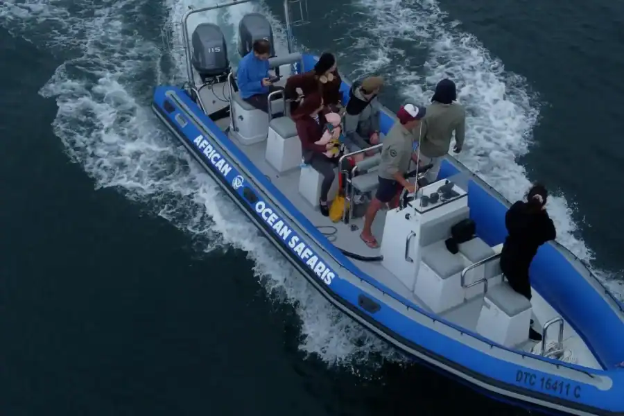 🕓Cape Town: Marine Biologist Led Safari Tour – V&A Waterfront