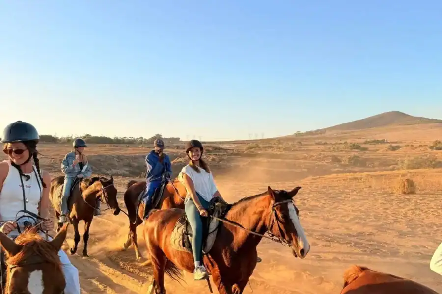 🕓Cape Town: Mountain View Horse Trail Ride Experience