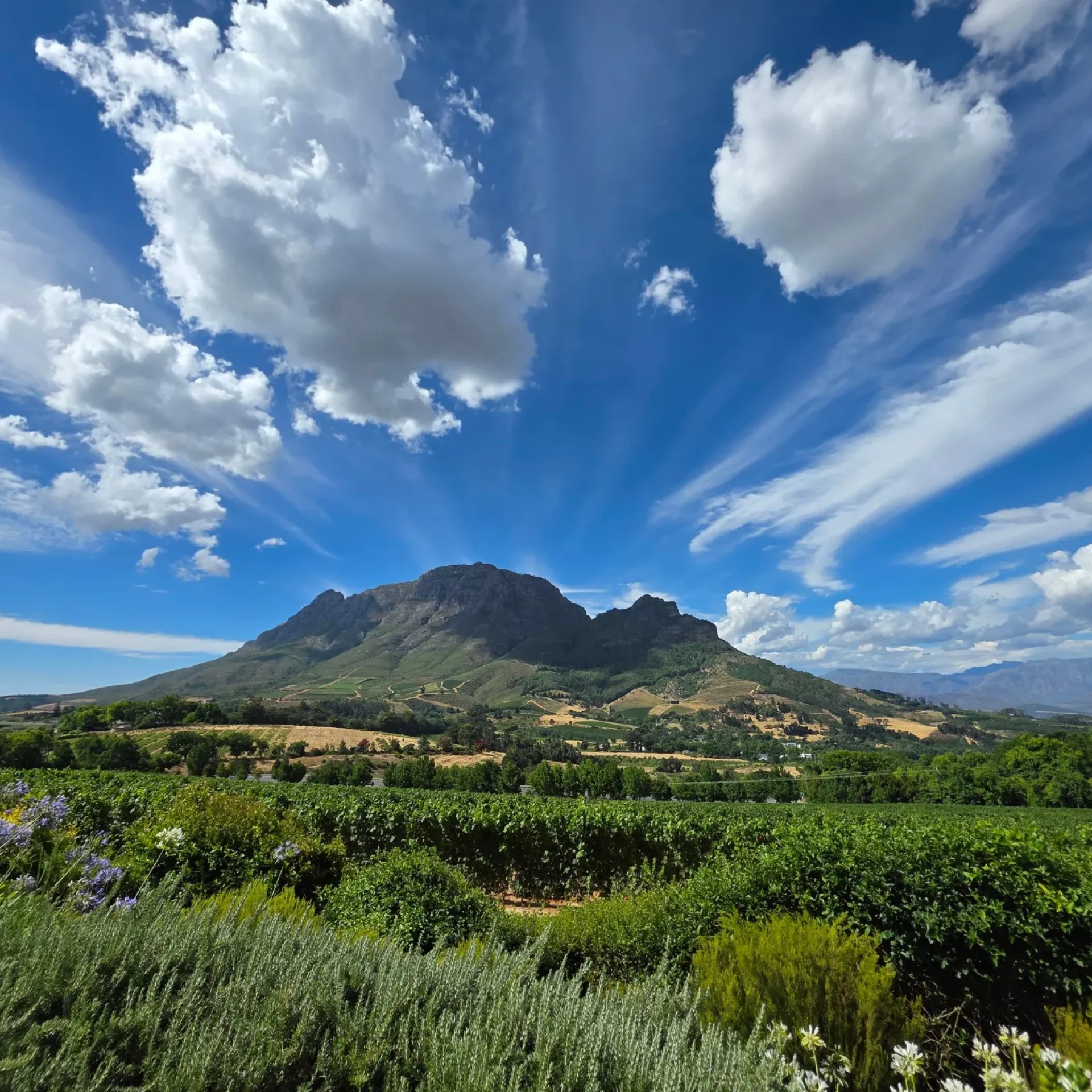 🕓Cape Town: Private Tour with Gourmet Picnic