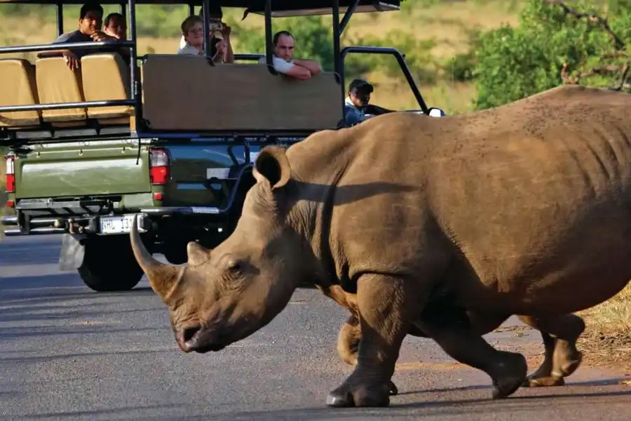 🕓Cape Town: SAFARI TOUR- MORNING or AFTERNOON with Lunch.