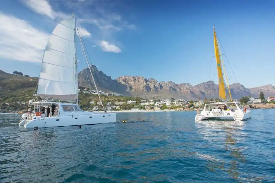 🕓Cape Town: V&A Waterfront 1-Hour Scenic Cruise