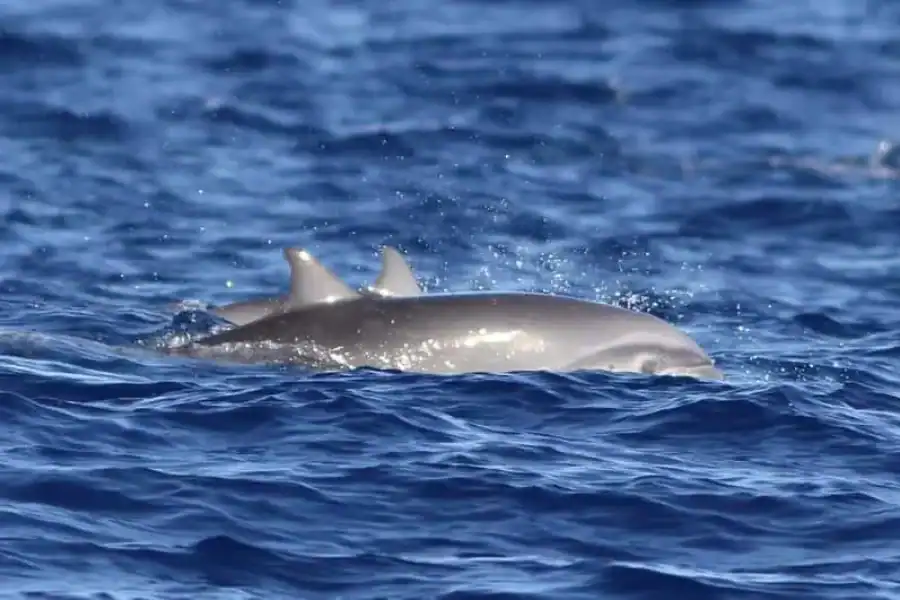 🚸Chale Island: Dolphin Sighting Adventure