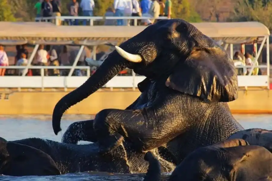 🕓Chobe Day Trip, lunch, Namibia impalila Island