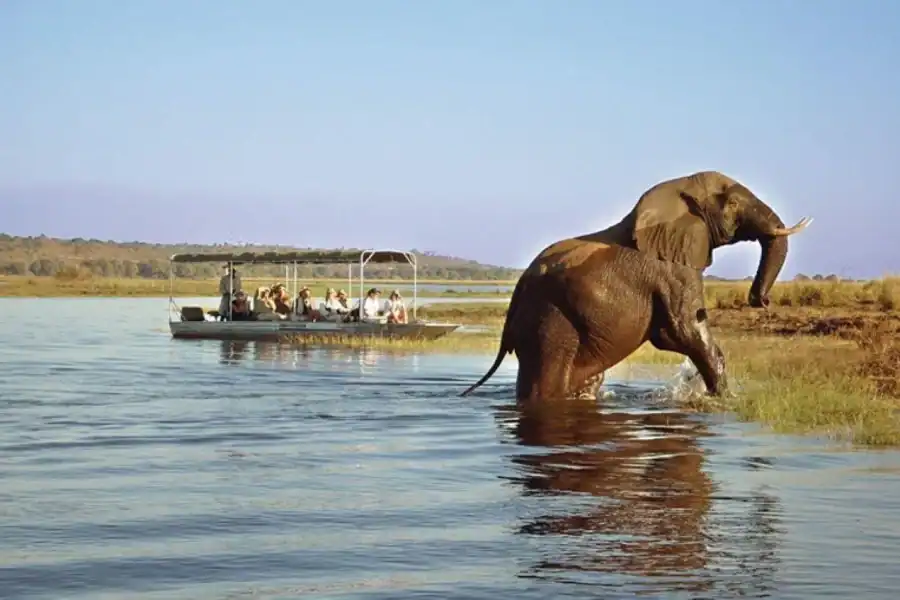 🕓Chobe Full Day Safari and Boma Dinner from Victoria Falls