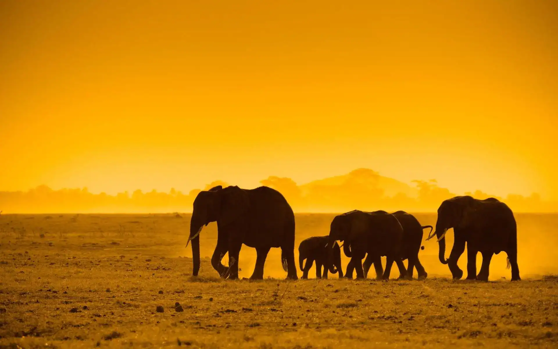 🕓Chobe Full Day Safari from Livingstone