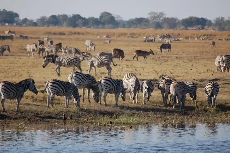 🕓Chobe National Park Day Safari from Victoria Falls