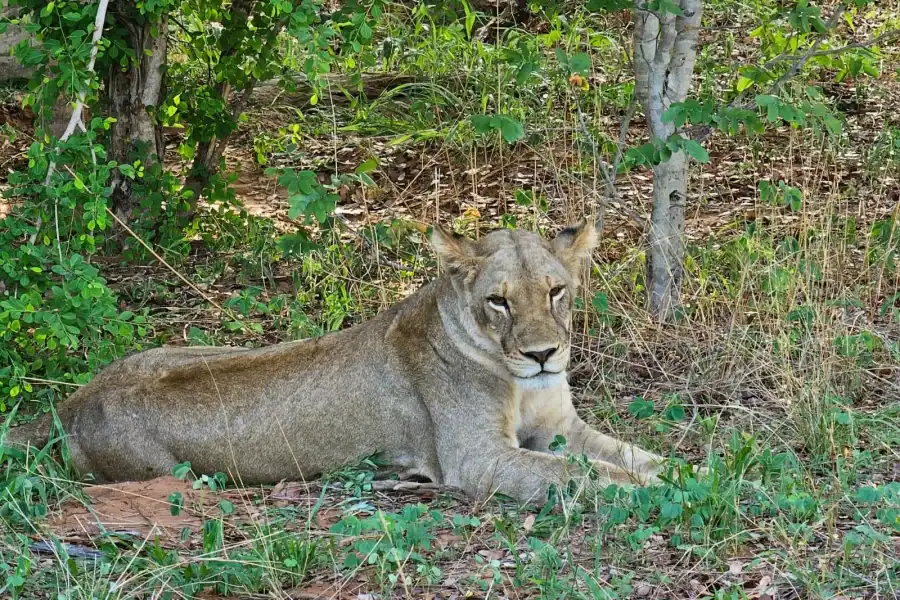 🕓Chobe National Park Day Trip from Livingstone& Vic Falls
