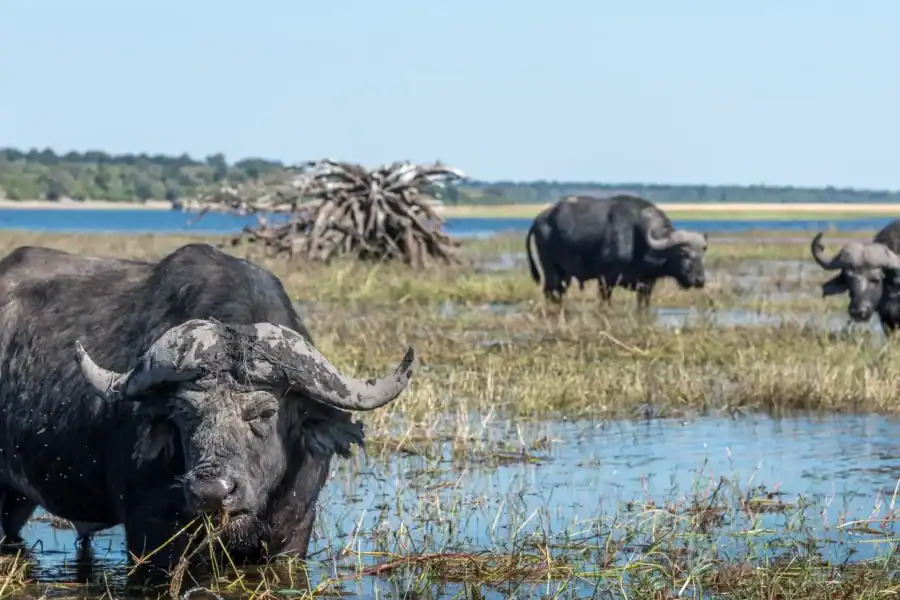 🕓Chobe National Park: Day Trip, Safari drive& River Cruise