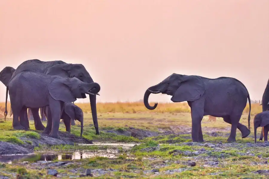 🕓Chobe National Park: Game Drive, Lunch, and Cruise Day Trip