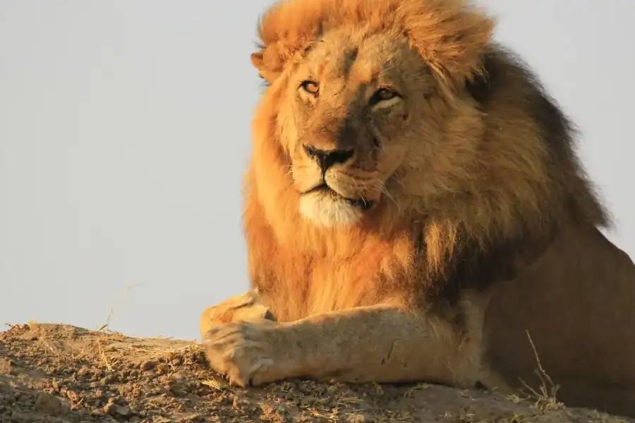 🕓Chobe National Park Small Group Day Safari from Vic Falls