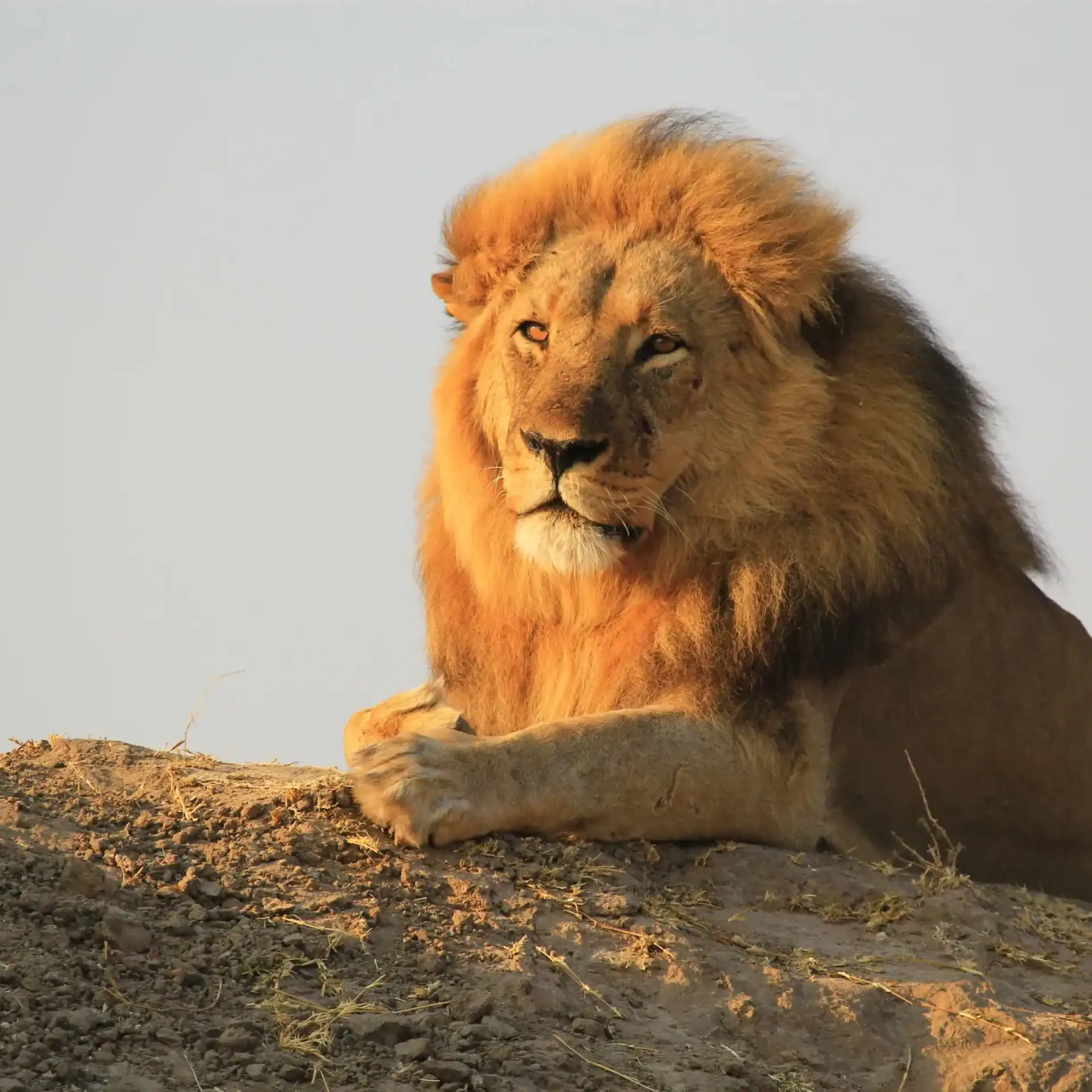 🕓Chobe National Park Small Group Day Safari from Vic Falls