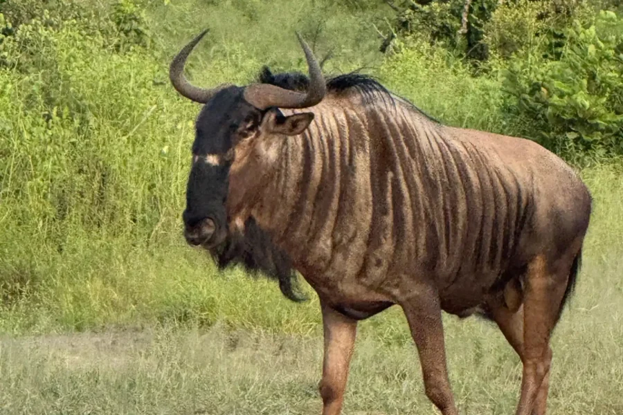 🕓Chobe Overnight Trip, (Night drive, Village Walk, Camping)