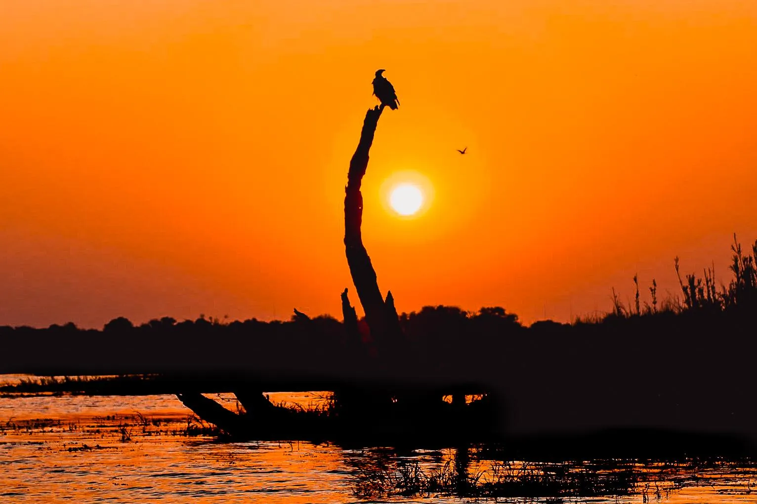 🕓Chobe River Private 3 Hour Boat Safari