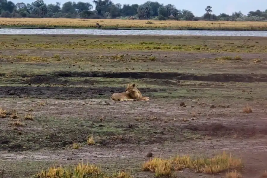 🕓Chobe River Sunset Cruise