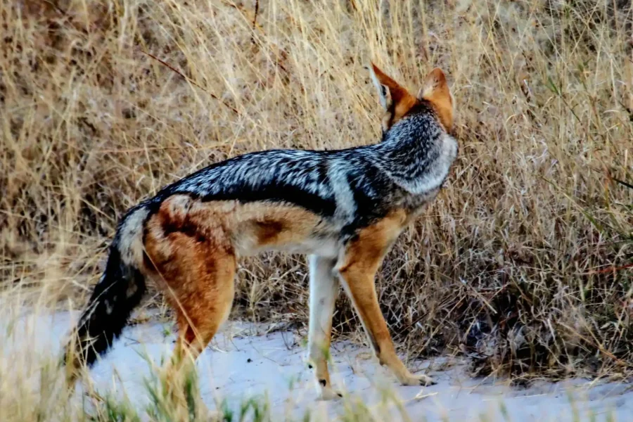 🕓Chobe – Savuti Trail: Elephant& Big Cats (4 days 3 Nights)
