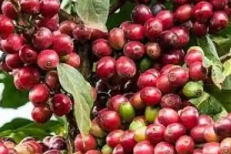 🚸Coffee Farm Day Tour In Nairobi