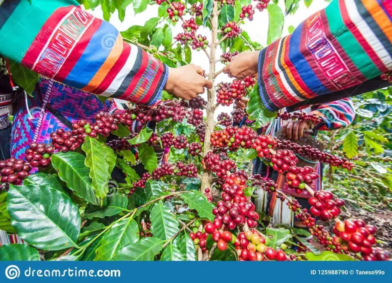 🕓Coffee Farm Tour (Fairview) From Nairobi