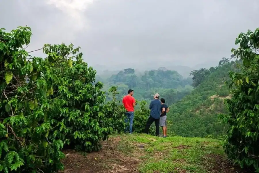 🕓Coffee farm tour in nairobi with free pickup& drop off.