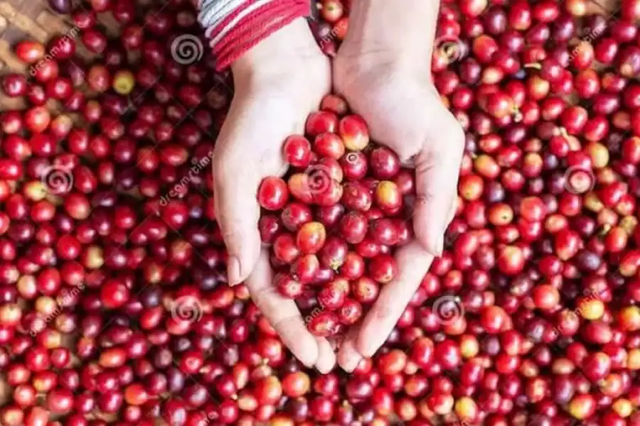 🚸Coffee Farm Tour In Nairobi With Free Pickup & Drop Off.