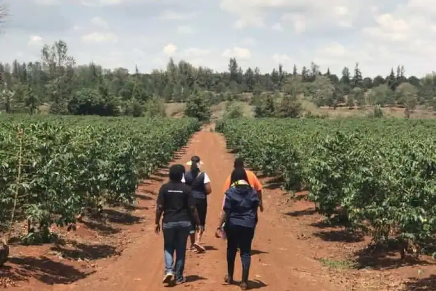 🚸Coffee Farm Village And Factory Half Day Tour In Nairobi.
