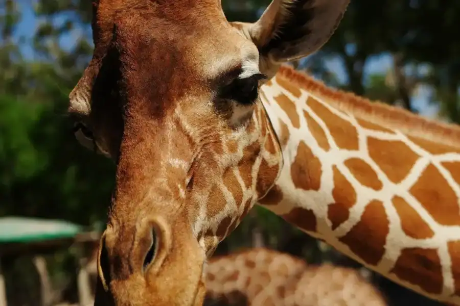 🕓Costa Rica: Ponderosa Adventure Park Premium Teekisia