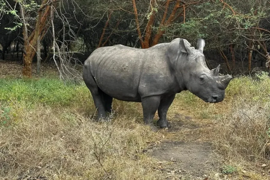 🕓Dakar: Bandia Reserve Safari& Pink Lake Private Tour