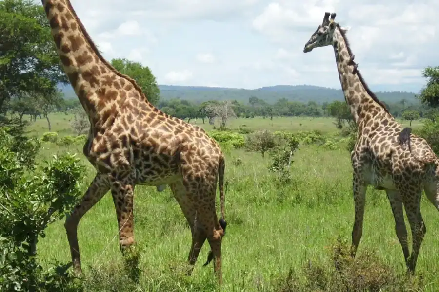 🕓Dar es salaam: 1-Day Mikumi National Park Safari bwith Train