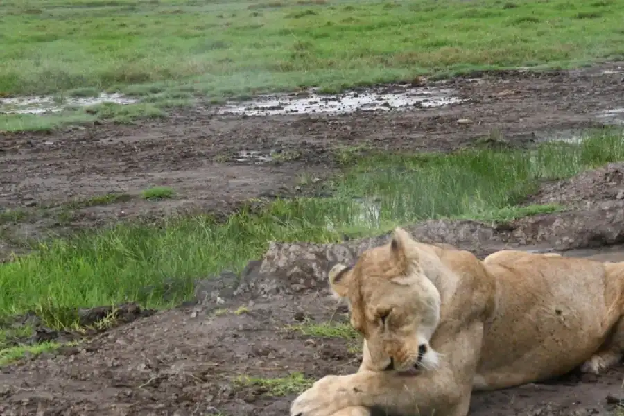 🕓Dar es Salaam: 2-Day Mikumi National Park Camping Safari