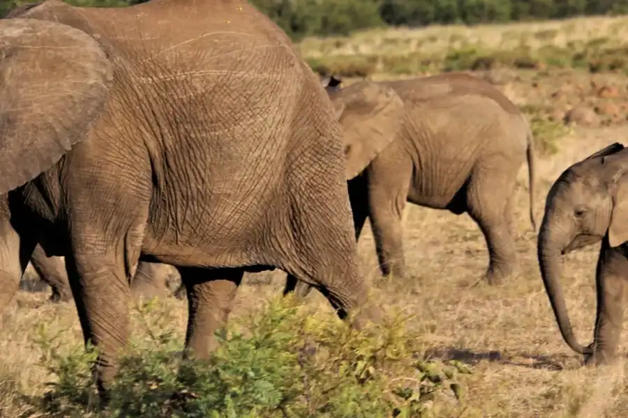 🕓Dar es Salaam: 7-Day Southern Tanzania Safari Tour