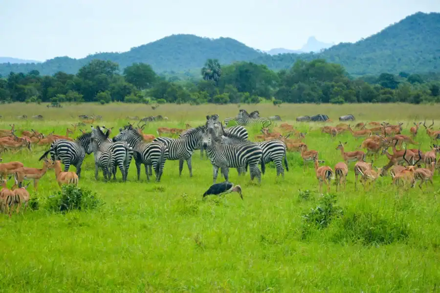 🕓Dar es Salaam: Mikumi National Park 3-Day Safari Tour