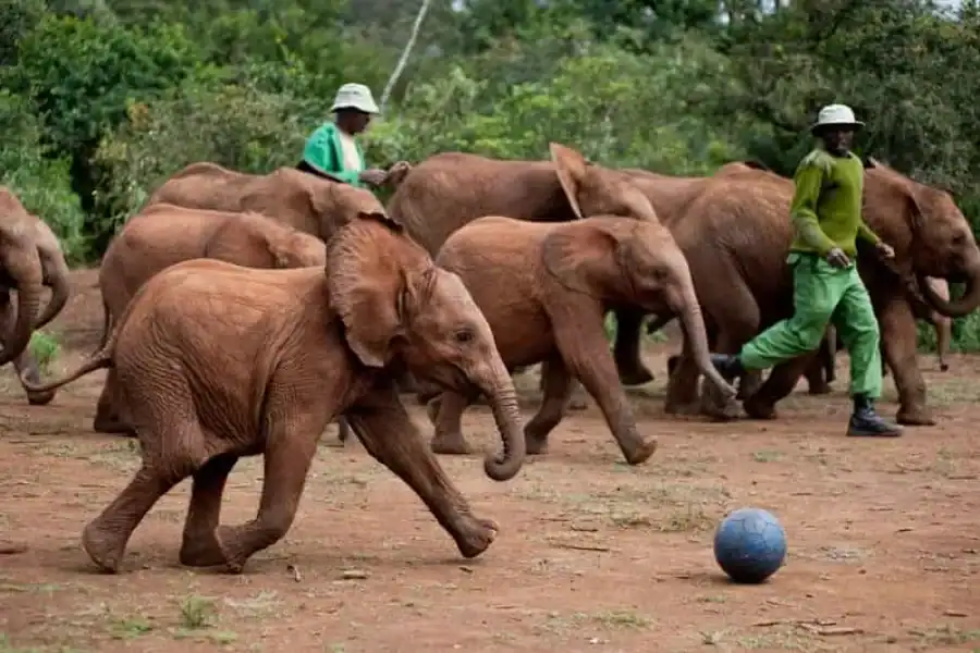 🚸David Sheldrick Elephant Orphanage And Giraffe Centre Tour