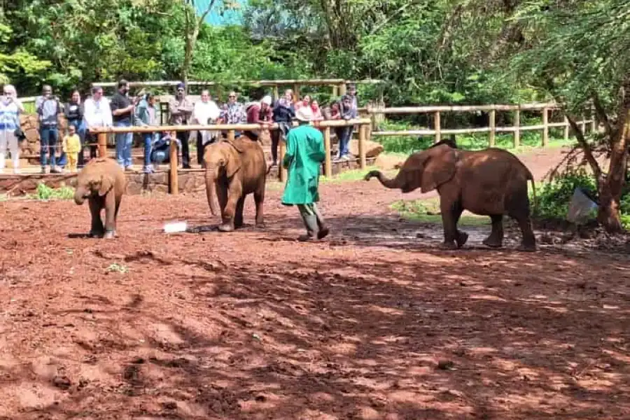 🚸David Sheldrick Wildlife Trust, Giraffe Centre Tour