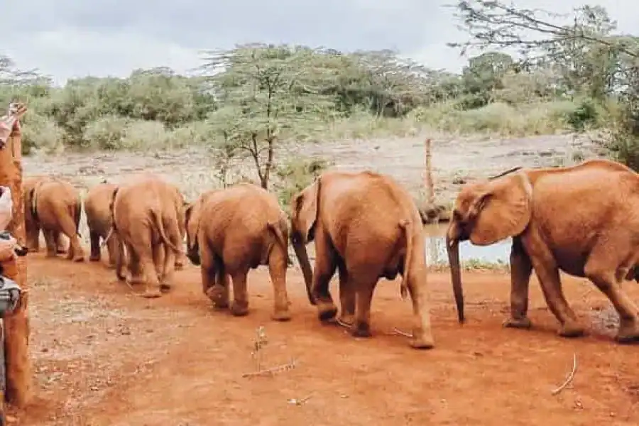 🚸Day Tour: Giraffe Center,elephant Orphanage& Carnivore Lunch