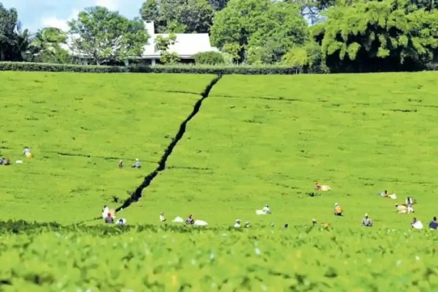 🚸Day Tour To Kiambethu Tea Farm